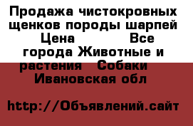 Продажа чистокровных щенков породы шарпей › Цена ­ 8 000 - Все города Животные и растения » Собаки   . Ивановская обл.